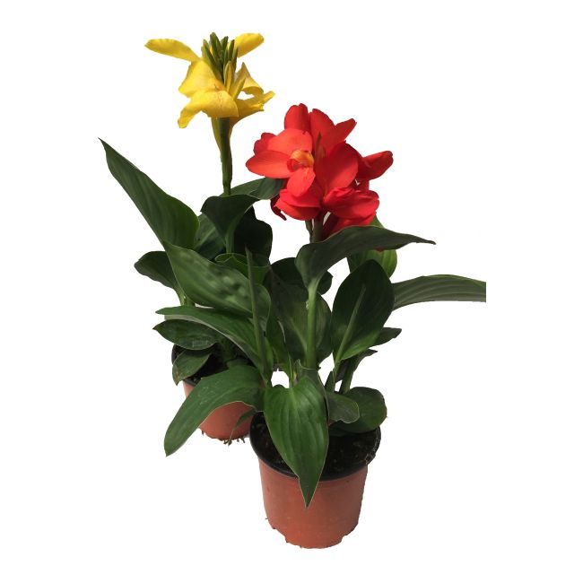 Canna doniczka 14 cm