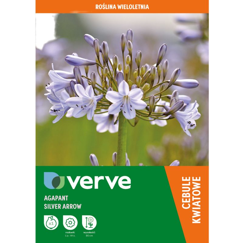 Cebule agapant Verve Silver Arrow 1 szt.