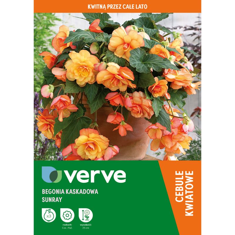 Cebule begonia kaskadowa Verve Sunray 3 szt.