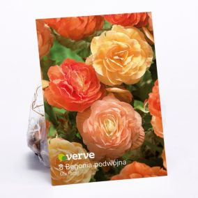 Cebule begonia podwójna Verve Pastel mix 10 szt.
