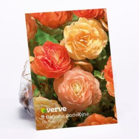 Cebule begonia podwójna Verve Pastel mix 10 szt.