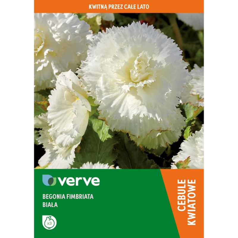 Cebule begonia Verve Fimbriata biała