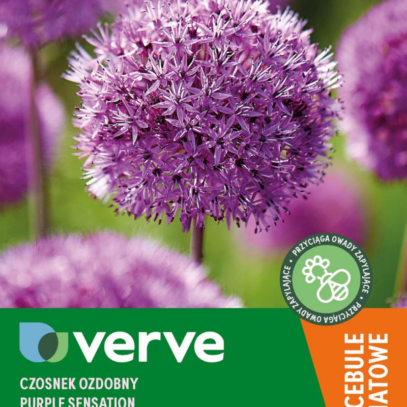 Cebule czosnek ozdobny Verve Purple sensation 40 szt.