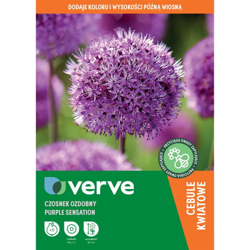 Cebule czosnek Verve Purple Sensation 8 szt.