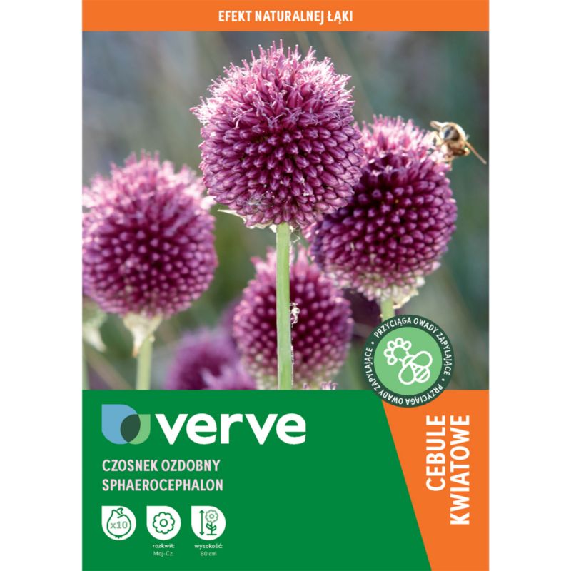 Cebule czosnek Verve Sphaerocephalon 10 szt.