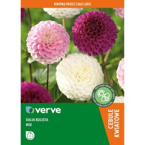 Cebule dalia kulista Verve mix 5 szt.