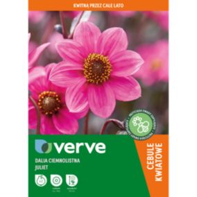 Cebule dalia Verve Juliet 2 szt.
