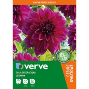 Cebule dalia Verve Le Baron 2 szt.