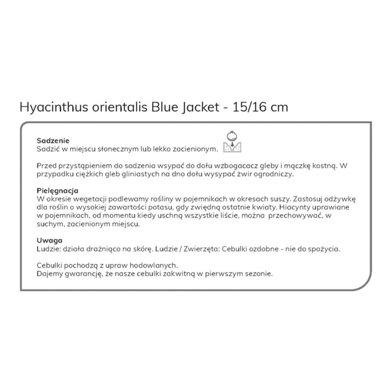 Cebule hiacynt Verve Blue Jacket 3 szt.