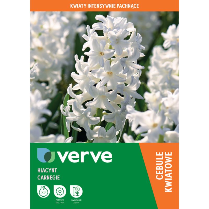 Cebule hiacynt Verve Carnegie 3 szt.