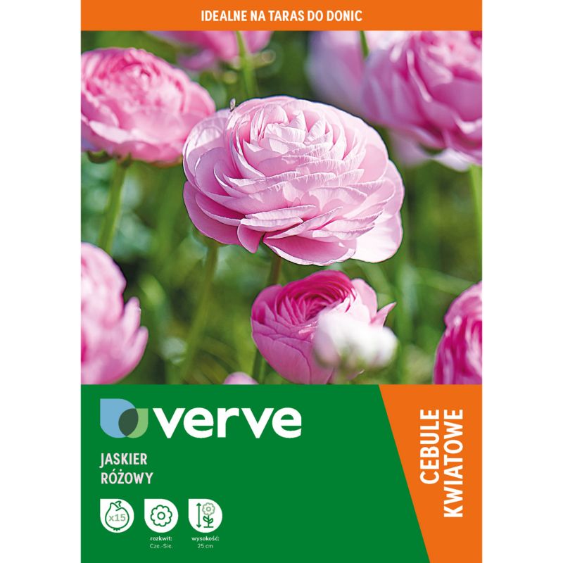 Cebule jaskier różowy Verve 15 szt.