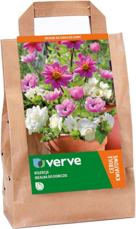 Cebule kolekcja kwiatów idealna do doniczki Verve