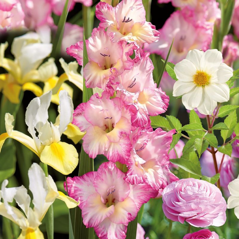 Cebule kolekcja kwiatów Verve różowy / biały
