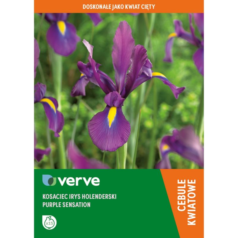 Cebule kosaciec irys Verve Purple Sensation