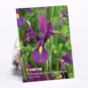 Cebule kosaciec irys Verve Purple Sensation