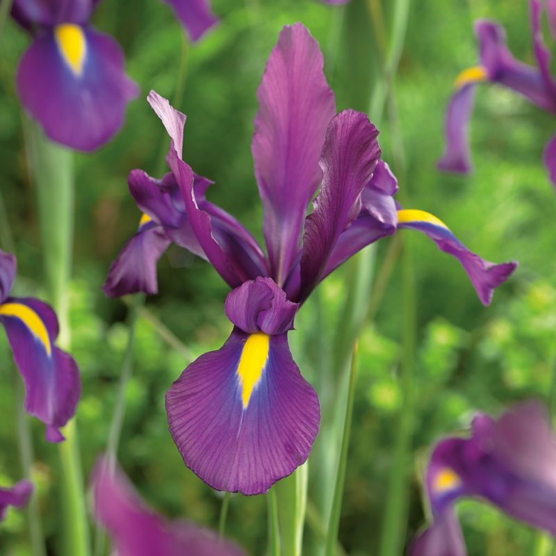 Cebule kosaciec irys Verve Purple Sensation