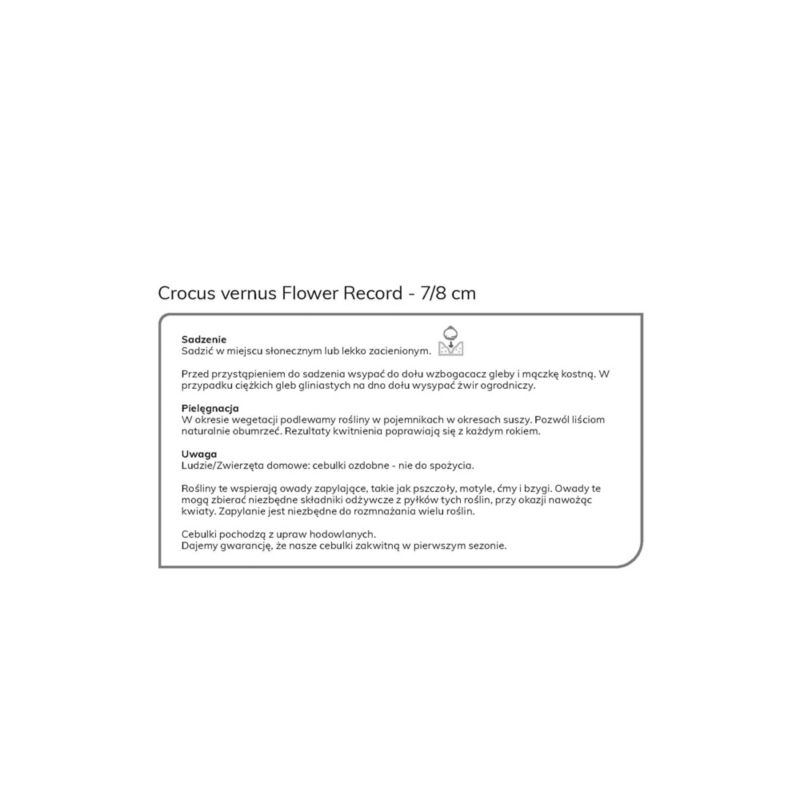 Cebule krokus Verve Flower Record 12 szt.