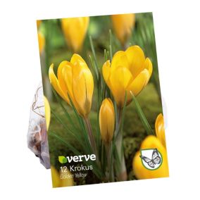 Cebule krokus Verve Golden Yellow 12 szt.