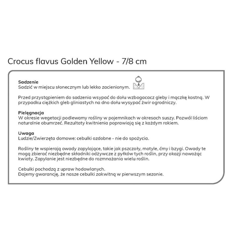 Cebule krokus Verve Golden Yellow 12 szt.
