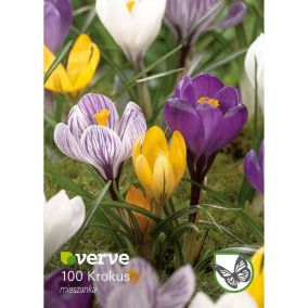 Cebule krokus Verve mix 100 szt.