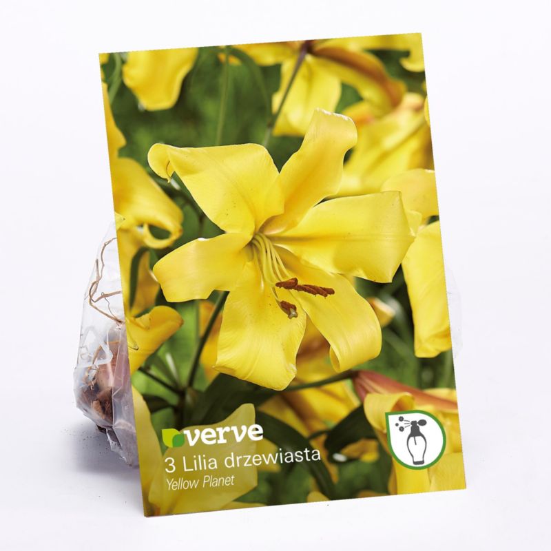 Cebule lilia drzewiasta Verve Yellow Plannet