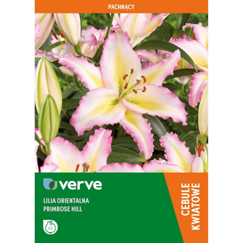 Cebule lilia orientalna Verve Primrose Hill