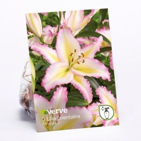 Cebule lilia orientalna Verve Primrose Hill