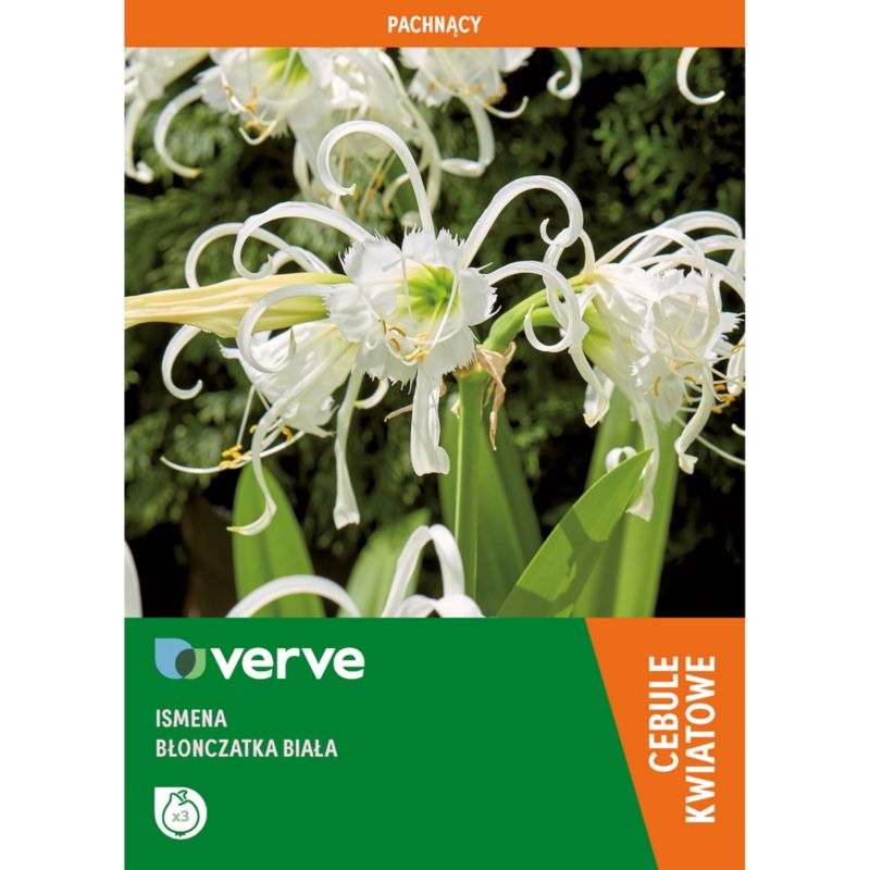 Cebule lilia pajęcza Verve 3 szt.