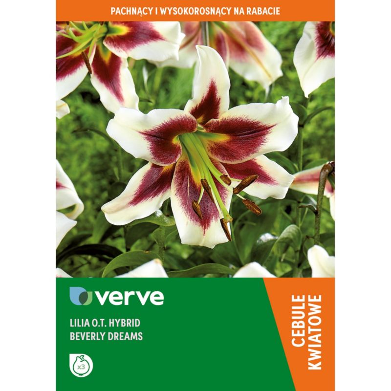 Cebule lilia Verve OT Hybrid Beverly Dreams