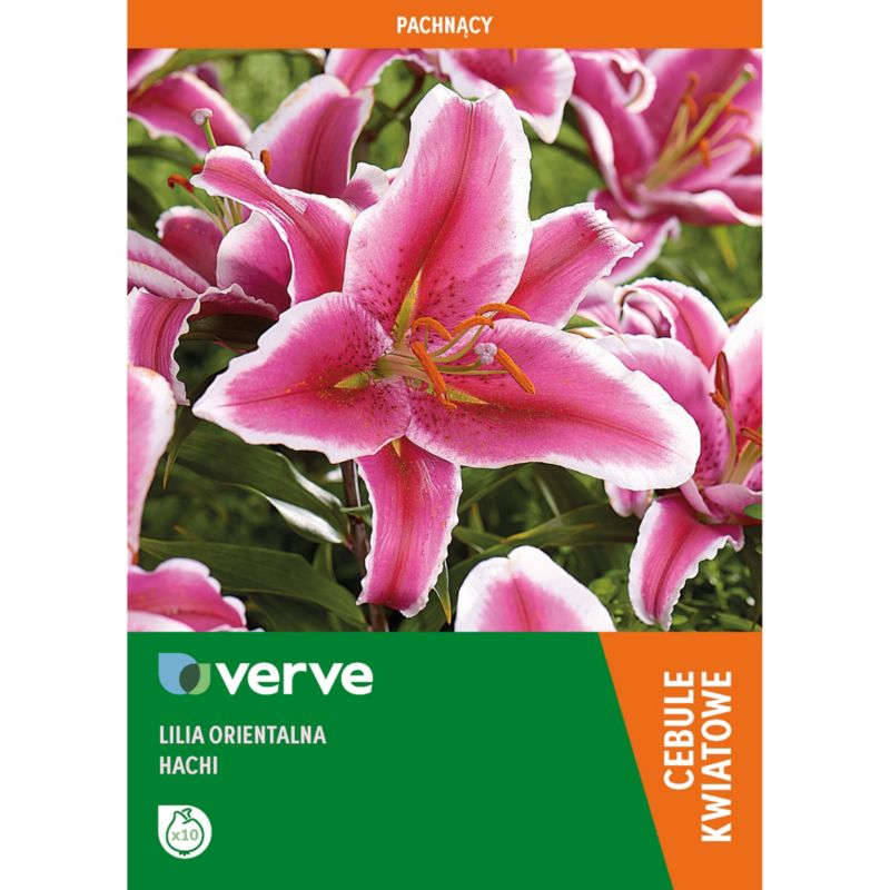Cebule lilia wschodnia Verve mix 10 szt.