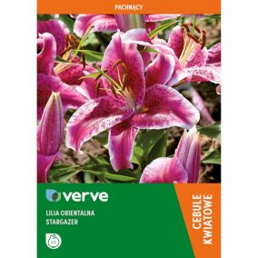 Cebule lilia wschodnia Verve Stargazer 3 szt.