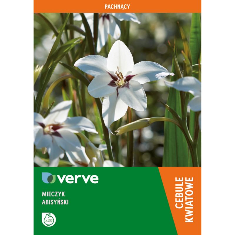 Cebule mieczyk abisyński Verve