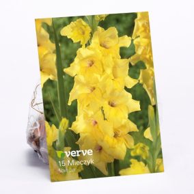Cebule mieczyk Verve Nova Lux