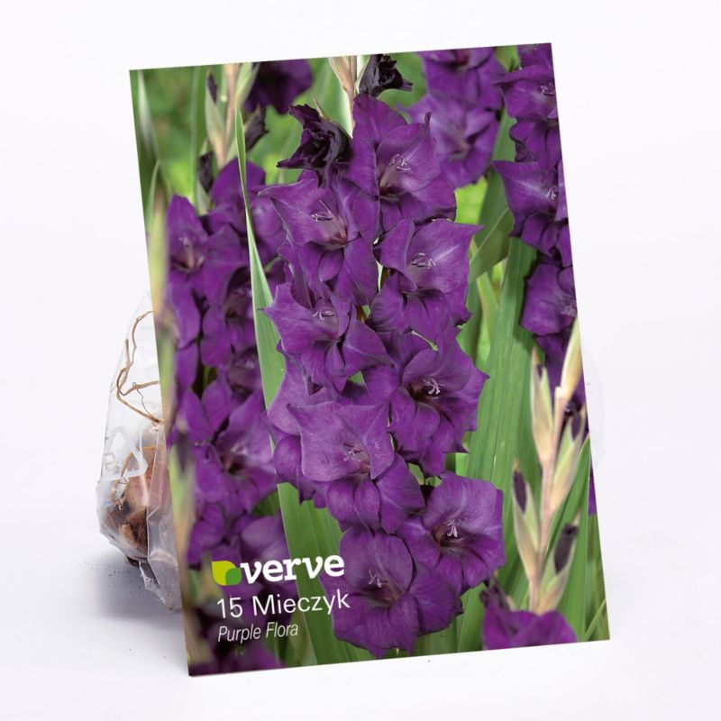 Cebule mieczyk Verve Purple Flora