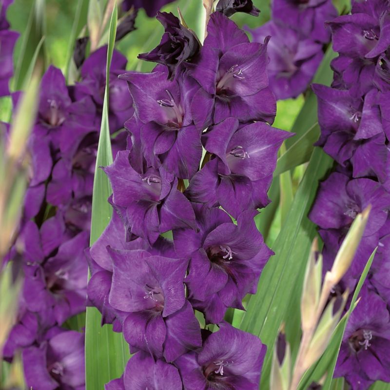 Cebule mieczyk Verve Purple Flora