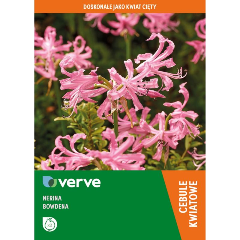Cebule nerina bowdena Verve