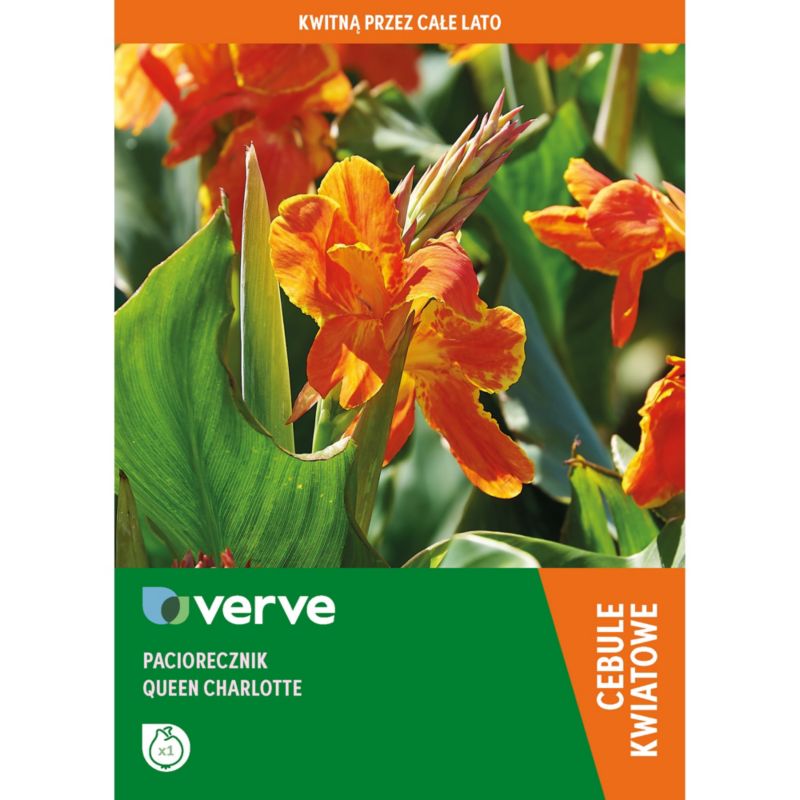 Cebule paciorecznik Verve Queen Charlotte