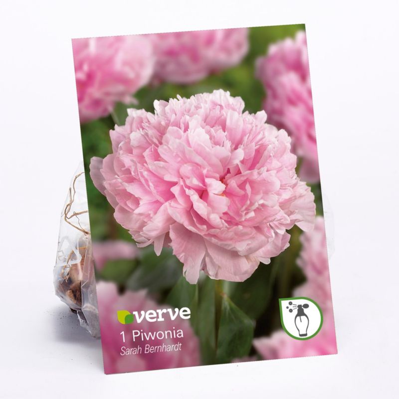 Cebule piwonia Verve Karl Rosenfield 1 szt.