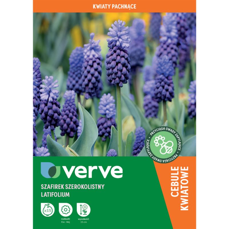 Cebule szafirek Verve armeński muscari latifo 15 szt.