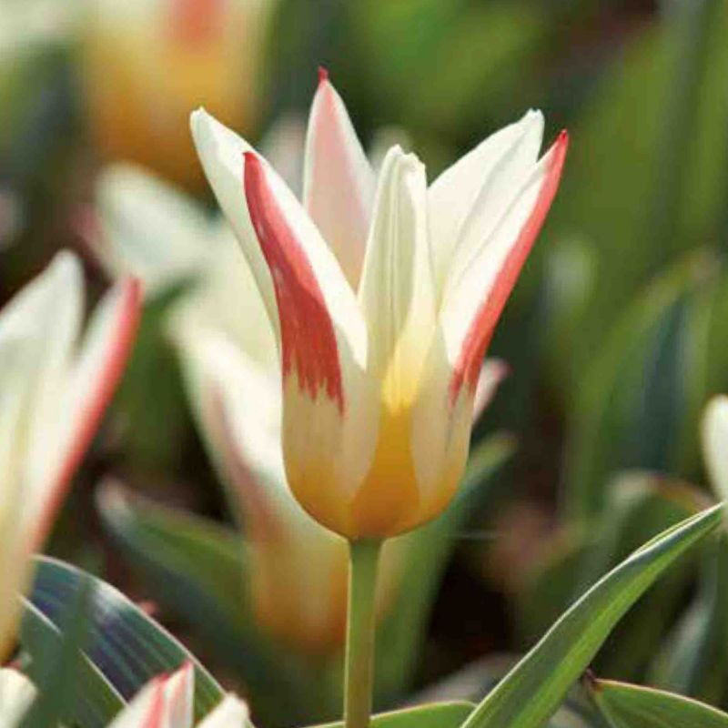 Cebule tulipan krasnali Verve Strauss 10 szt.