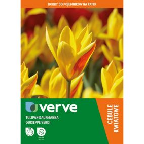 Cebule tulipan krasnali Verve Verdi 10 szt.