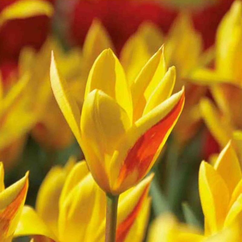 Cebule tulipan krasnali Verve Verdi 10 szt.
