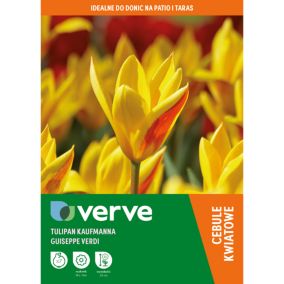 Cebule tulipan krasnali Verve Verdi 7 szt.