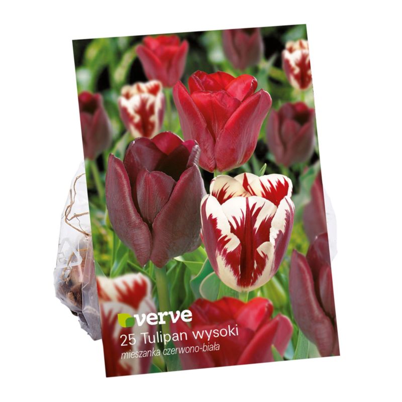 Cebule tulipan podwójny wczesny Verve mix 25 szt.