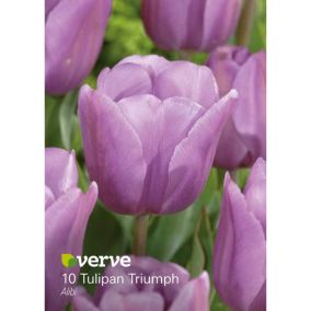 Cebule tulipan Verve Alibi 10 szt.