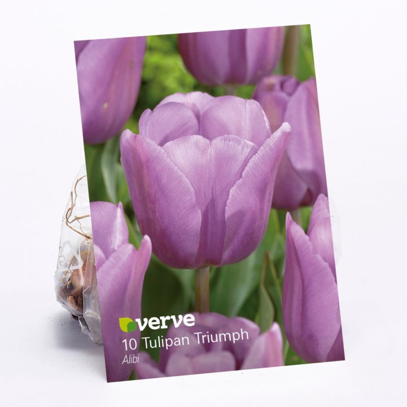 Cebule tulipan Verve Alibi 10 szt.