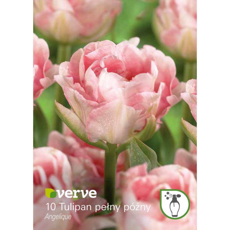 Cebule tulipan Verve Angelique 10 szt.