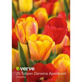 Cebule tulipan Verve Apeldorn mix 25 szt.