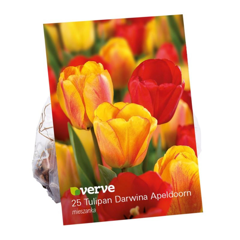 Cebule tulipan Verve Apeldorn mix 25 szt.