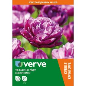 Cebule tulipan Verve Blue Spectacle 10 szt.